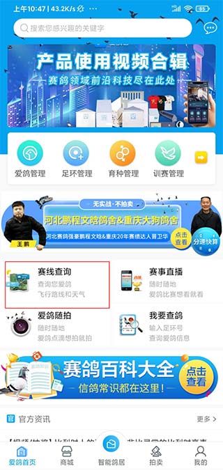 爱鸽者