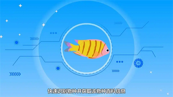 看鱼