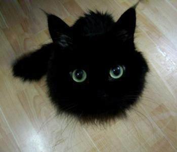 红色沙漠长毛猫获取地点介绍  红色沙漠长毛猫在哪里获取