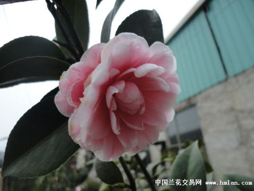 异环茶花会弧盘的用途是什么  异环茶花会弧盘有什么作用